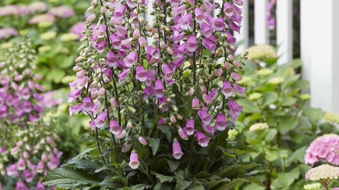 Digitalis interspecific ‘Panther’ F1, de l’obtenteur japonais Takii. ©Fleuroselect